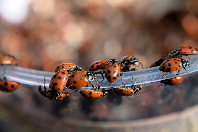 A group of ladybirds