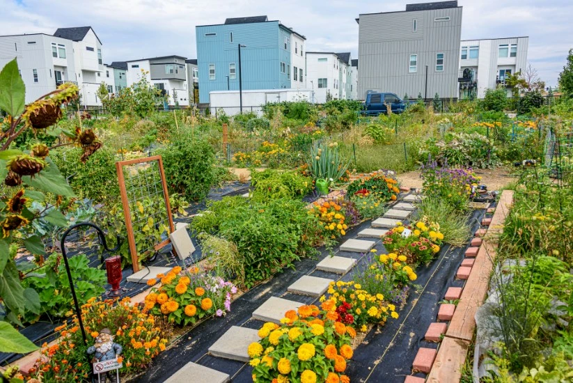 An urban vegetable garden near flats