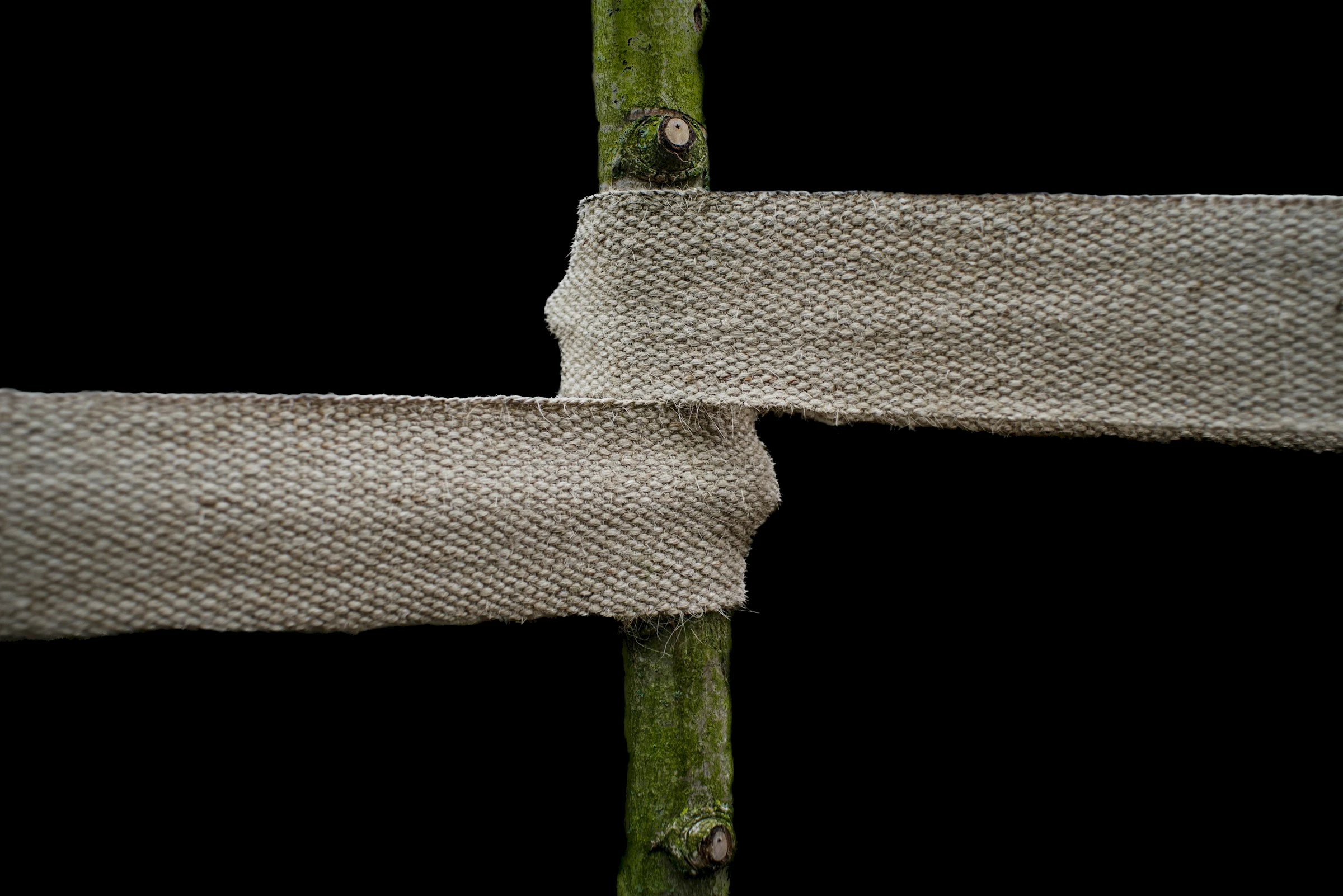 bandage round a tree stem